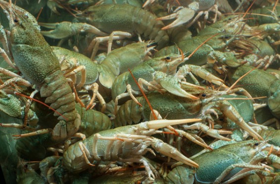 ՀՀ ջրային տարածքներում ժամանակավորապես արգելվել է խեցգետնի որսը