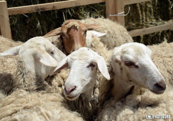 Լանջաղբյուր գյուղում գայլերը ոչխարի հոտ են հոշոտել