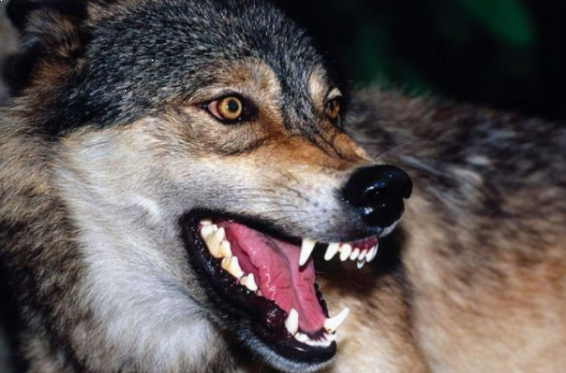 Լանջաղբյուր գյուղում գայլը ոչխարներ է հոշոտել