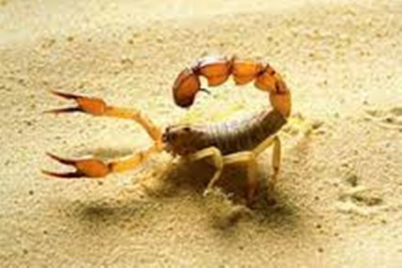 Video. Սարդի ու կարիճի միջեւ մենամարտը