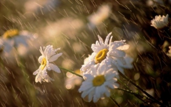 Սպասվում է անձրև և ամպրոպ