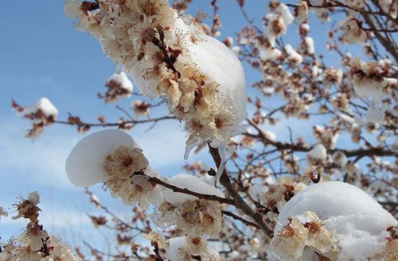 Շորժայում ծիրանի այգի է հիմնվել