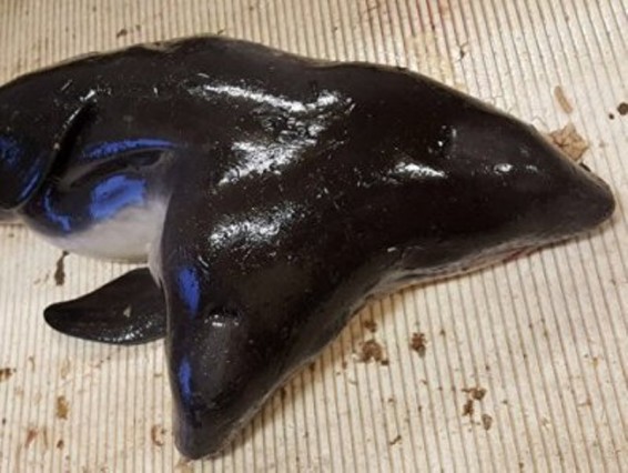 Ձկնորսները երկգլխանի դելֆին են որսացել