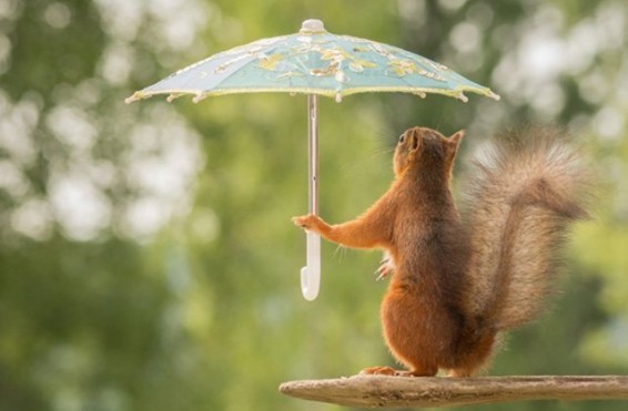 Սպասվում է անձրև և ամպրոպ