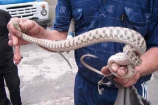 Գյուրզա տեսակի օձ՝ Ձորաղբոյւրի առանձնատանը