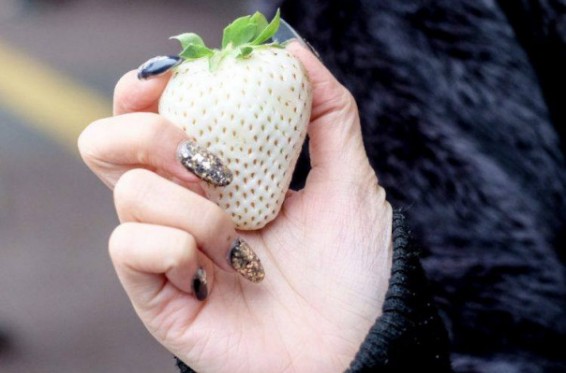 Ճապոնիայում յուրահատուկ սպիտակ ելակ են աճեցնում