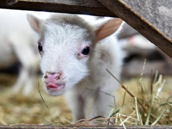 Մեքսիկայում շիկացած հողի պատճառով երկու գառնուկ են մահացել