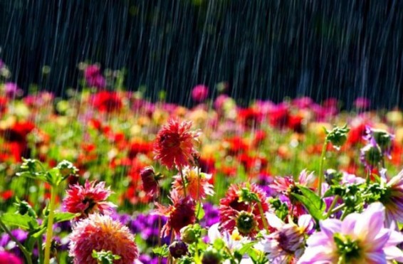 Սպասվում է կարճատև անձրև և ամպրոպ, ամպրոպի ժամանակ քամու ուժգնացում