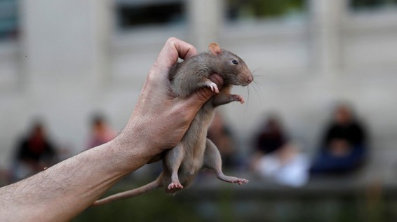 Նյու Յորքի քաղաքապետը 32 միլիոն է տրամադրել մկների դեմ պայքարի համար