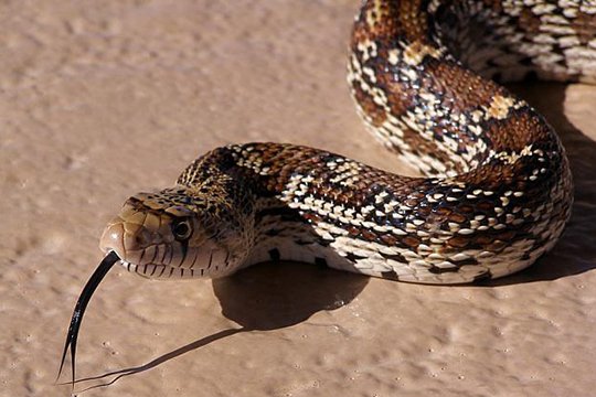 Փրկարարները շահմար տեսակի օձ են բռնել