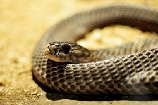 Ծովակ գյուղում օձի խայթոցի դեպք է գրանցվել