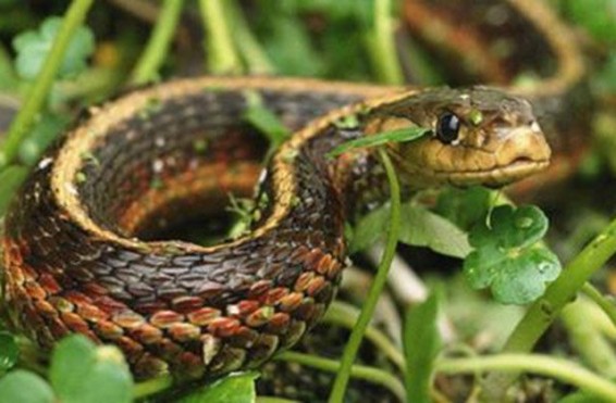 Օձեր են հայտնաբերվել