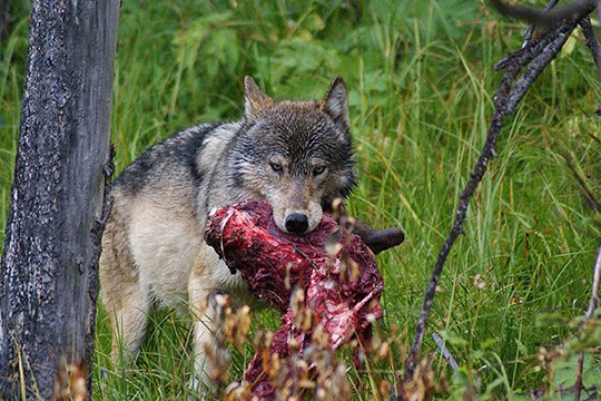 Վայոց ձորում գայլերը ոչխարներ և այծեր են հոշոտել