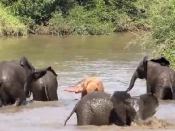 ՀԱՀ-ում հայտնաբերվել է վարդագույն ալբինոս փղիկ