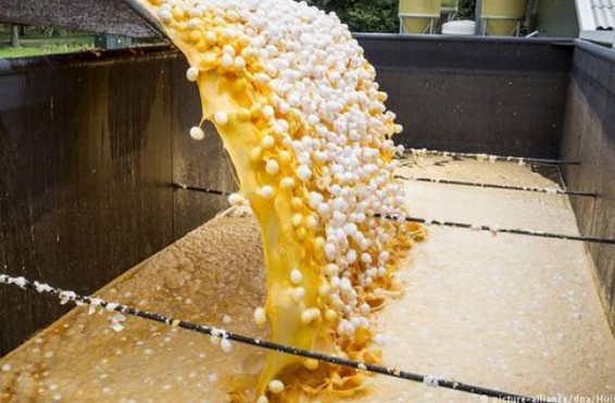 Գերմանիայում են հայտնվել ինսեկտիցիդով վարակված ավելի քան 28 միլիոն հավկիթ