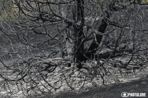 Խոսրովի արգելոցում ծխացող օջախների թիվը նվազում է. ԱԻՆ