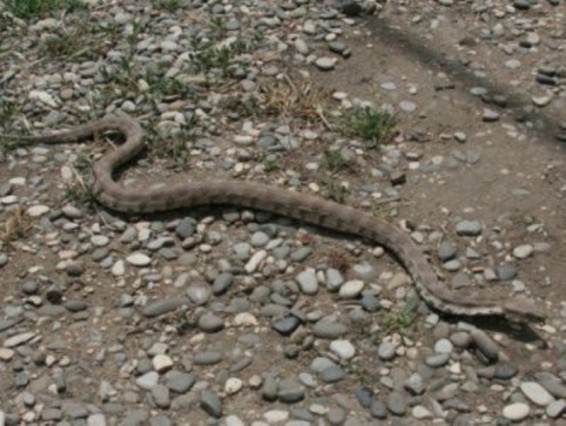 Սյունիքում գյուրզա օձը մտել է խոհանոց