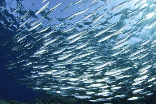 Բնապահպանության նախարարությունը հայտնել է Ախուրյանի ջրամբարում ձկների մակերես բարձրանալու պատճառը