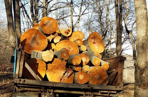 Ապօրինի հատված սոճիների փայտանյութով բեռնված մեքենան հարվածել է ազգային պարկի տեղամասի ղեկավարի մեքենային և դիմել փախուստի