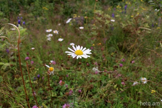 Սեպտեմբերի 16-20-ը սպասվում է բարձր կարգի հրդեհավտանգ իրավիճակ